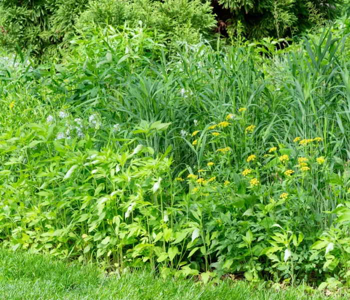 Golden Alexander provides a bright pop of color in a native-centered border