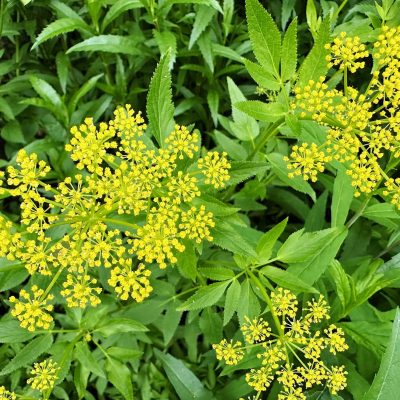golden-alexander-in-bloom-native-flower