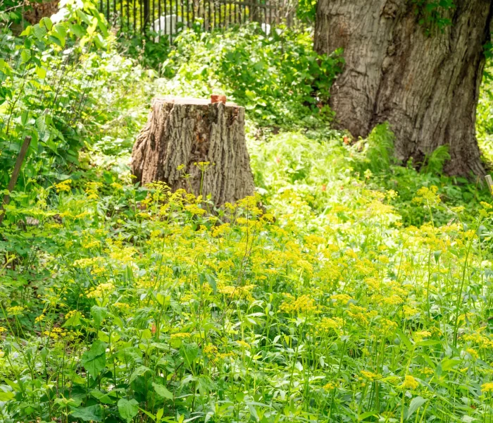 Have a wide expanse to fill? Golden Alexander is for you.