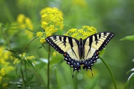 Swallowtail butterfly host plant is golden alexander.