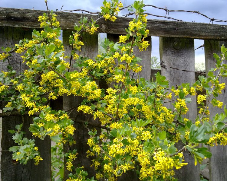 A golden currant against a contrasting fence = garden drama