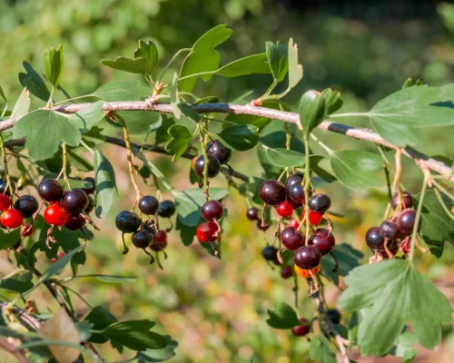 golden-currant-berries-Ribes-aureum golden-currant-berries-Ribes-aureum