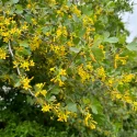 golden-currant-flowers-native-shrub-in-bloom