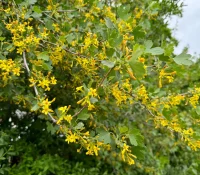 golden-currant-flowers-native-shrub-in-bloom