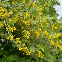 golden-currant-flowers-native-shrub-in-bloom