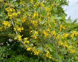 golden-currant-flowers-native-shrub-in-bloom