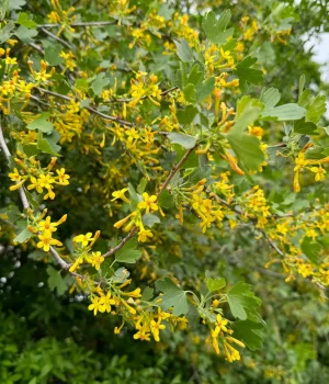 golden-currant-flowers-native-shrub-in-bloom golden-currant-flowers-native-shrub-in-bloom