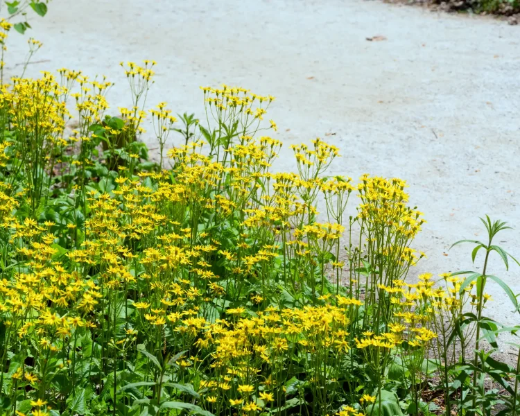 Golden ragwort is not too tall, so great for borders