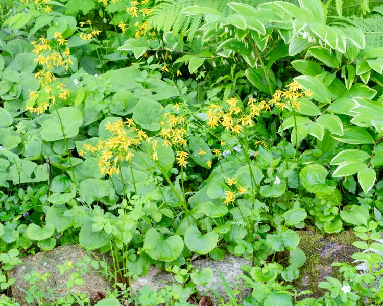 Native shade garden = wild ginger, golden ragwort, ferns, and Jacob's ladder