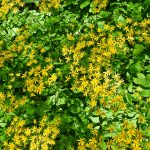 golden-ragwort-native-plant-Packera-aurea