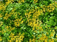 golden-ragwort-native-plant-Packera-aurea