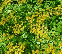 golden-ragwort-native-plant-Packera-aurea