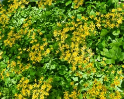 golden-ragwort-native-plant-Packera-aurea