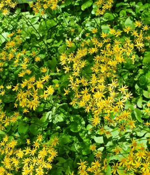 golden-ragwort-native-plant-Packera-aurea golden-ragwort-native-plant-Packera-aurea