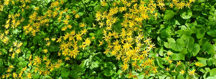 golden-ragwort-native-plant-Packera-aurea