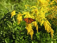 goldenrod-butterfly-garden-with-monarch