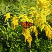 goldenrod-butterfly-garden-with-monarch