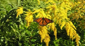 goldenrod-butterfly-garden-with-monarch