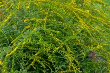 goldenrod-flowers-in-the-garden