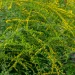 goldenrod-flowers-in-the-garden