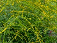 goldenrod-flowers-in-the-garden