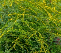 goldenrod-flowers-in-the-garden