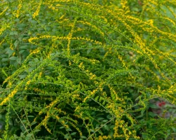 goldenrod-flowers-in-the-garden