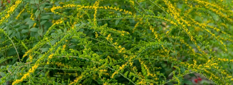 goldenrod-flowers-in-the-garden