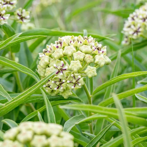 Close-up of pale green flowering clusters with small purple-centered florets among long narrow green leaves in a garden setting