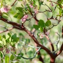 greenleaf-manzanita-native-shrub-detail