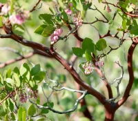 greenleaf-manzanita-native-shrub-detail