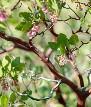 greenleaf-manzanita-native-shrub-detail greenleaf-manzanita-native-shrub-detail