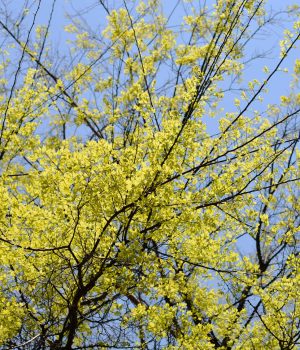 hackberry-native-tree-in-the-fall #image_title