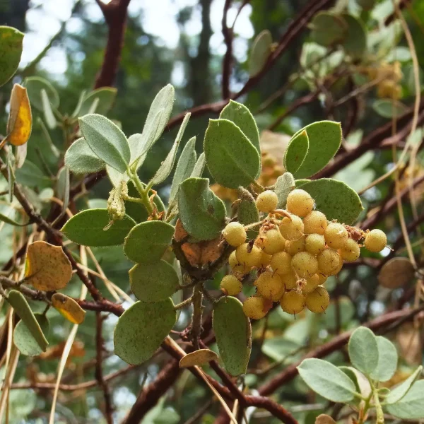 hairy-manzanita-Arctostaphylos-columbiana