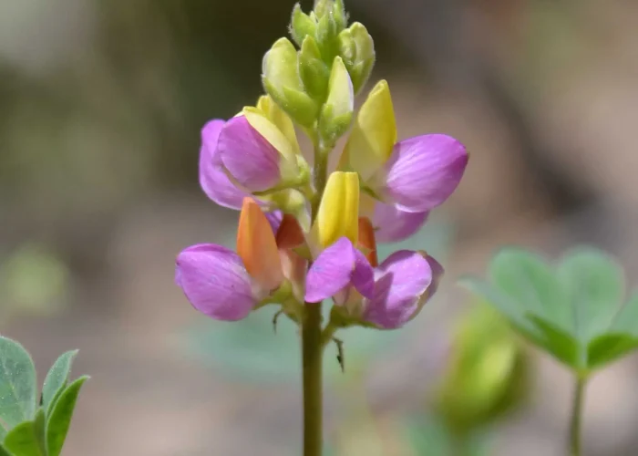 harlequin-lupine-native-flower-of-california