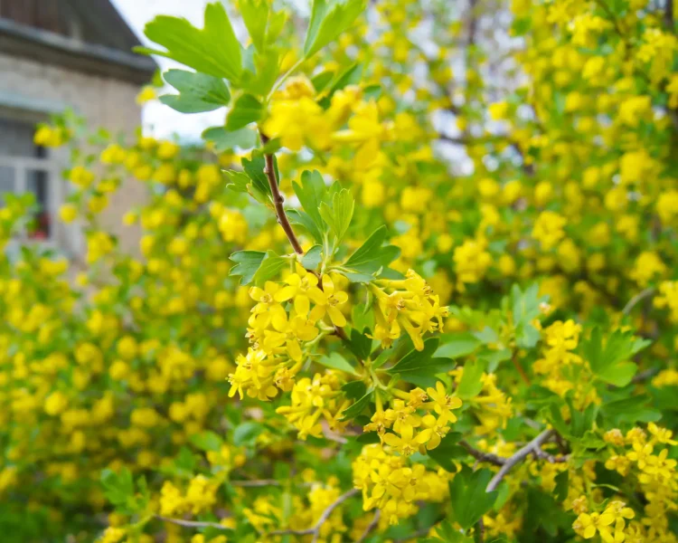 Golden currant works great in a native border or hedgerow