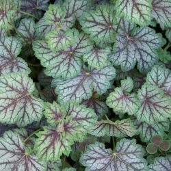 Heuchera 'Green-Spice' by Patrick Standish