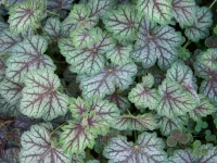 Heuchera 'Green-Spice' by Patrick Standish