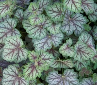 Heuchera 'Green-Spice' by Patrick Standish
