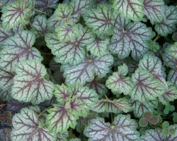 Heuchera 'Green-Spice' by Patrick Standish