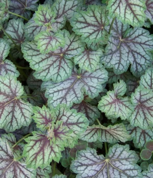 Heuchera 'Green-Spice' by Patrick Standish