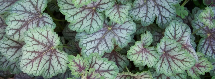 Heuchera 'Green-Spice' by Patrick Standish