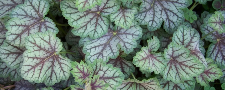 Heuchera 'Green-Spice' by Patrick Standish