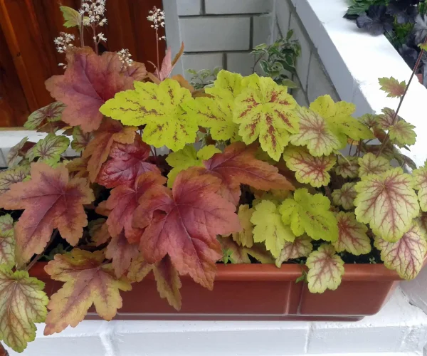 heuchera-container-planter-native-gardening Containers look great with multiple heuchera colors.