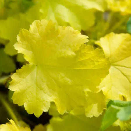 heuchera-coral-bells-electric-lime heuchera-coral-bells-electric-lime