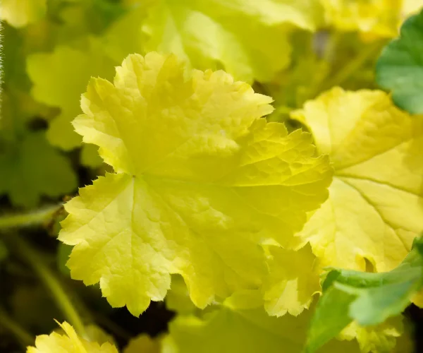 heuchera-coral-bells-electric-lime heuchera-coral-bells-electric-lime