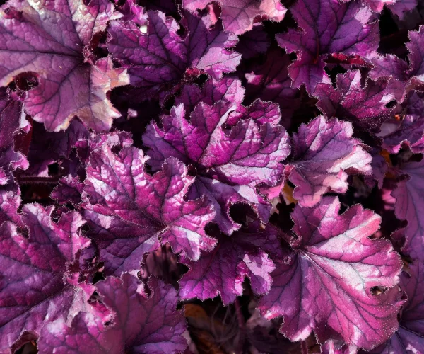 heuchera-forever-purple-native-cultivar-for-shade heuchera-forever-purple-native-cultivar-for-shade