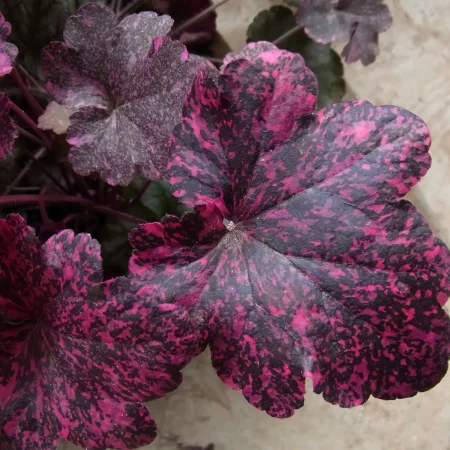 heuchera-midnight-rose_o Heuchera- 'Midnight Rose'