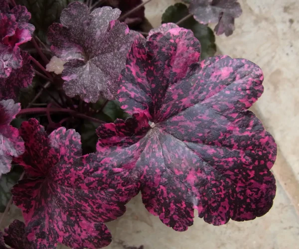 heuchera-midnight-rose_o Heuchera- 'Midnight Rose'