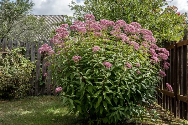 hollow-joe-pye-weed-in-landscaping